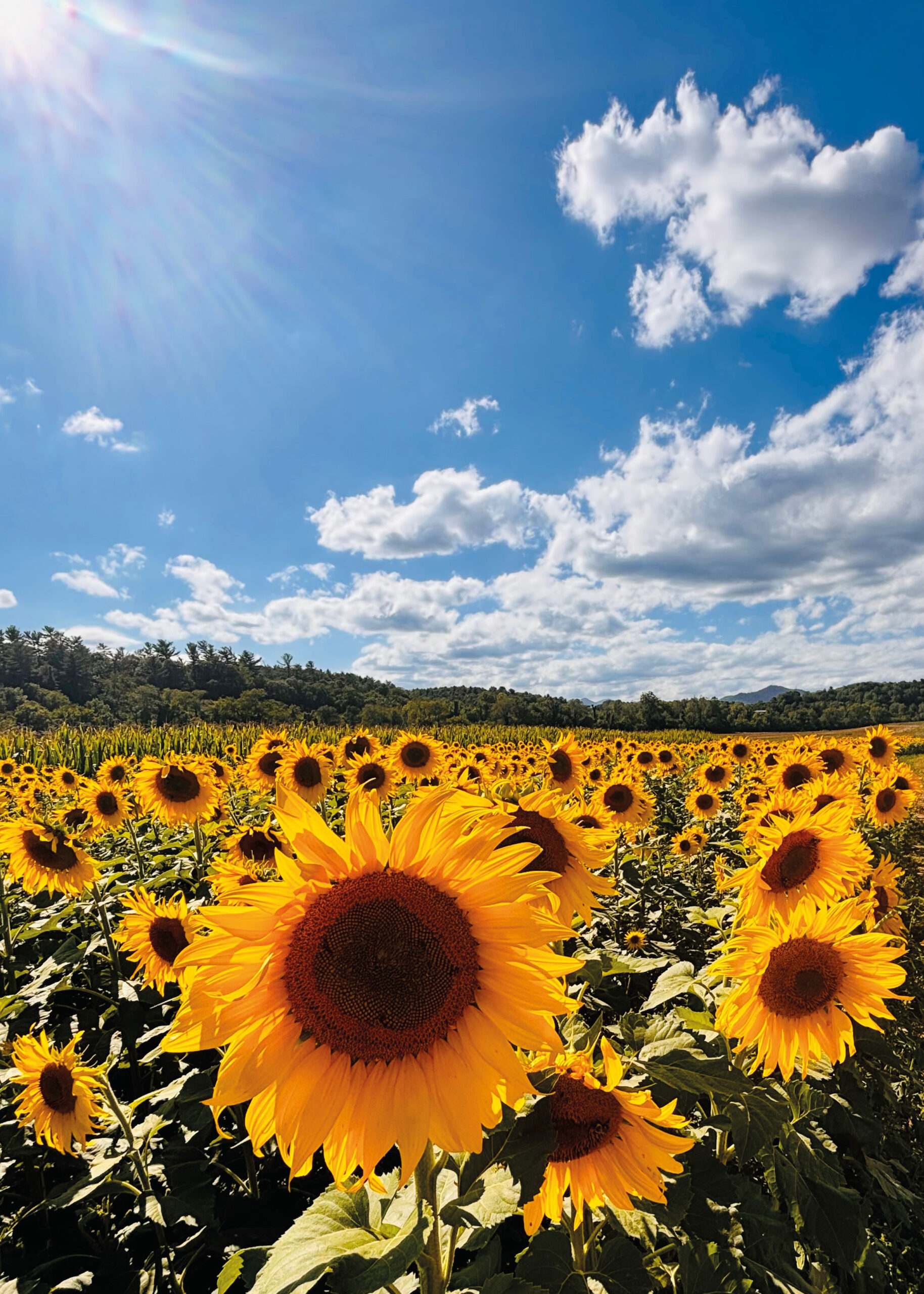 Asheville: la jugada menos obvia del Mundial 2026