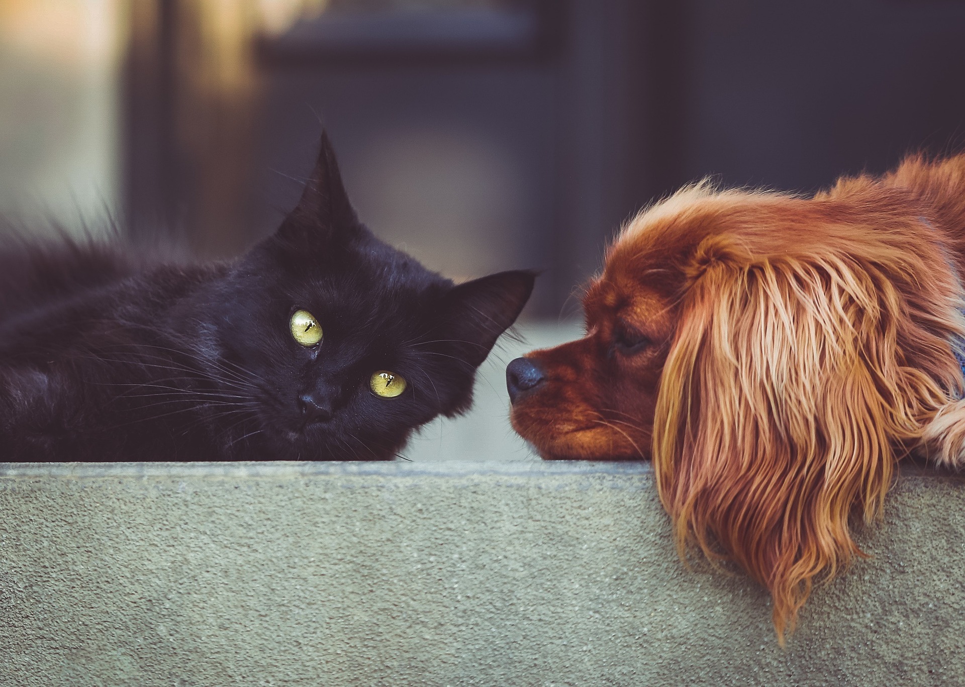 Companion: salud para mascotas, sin sorpresas